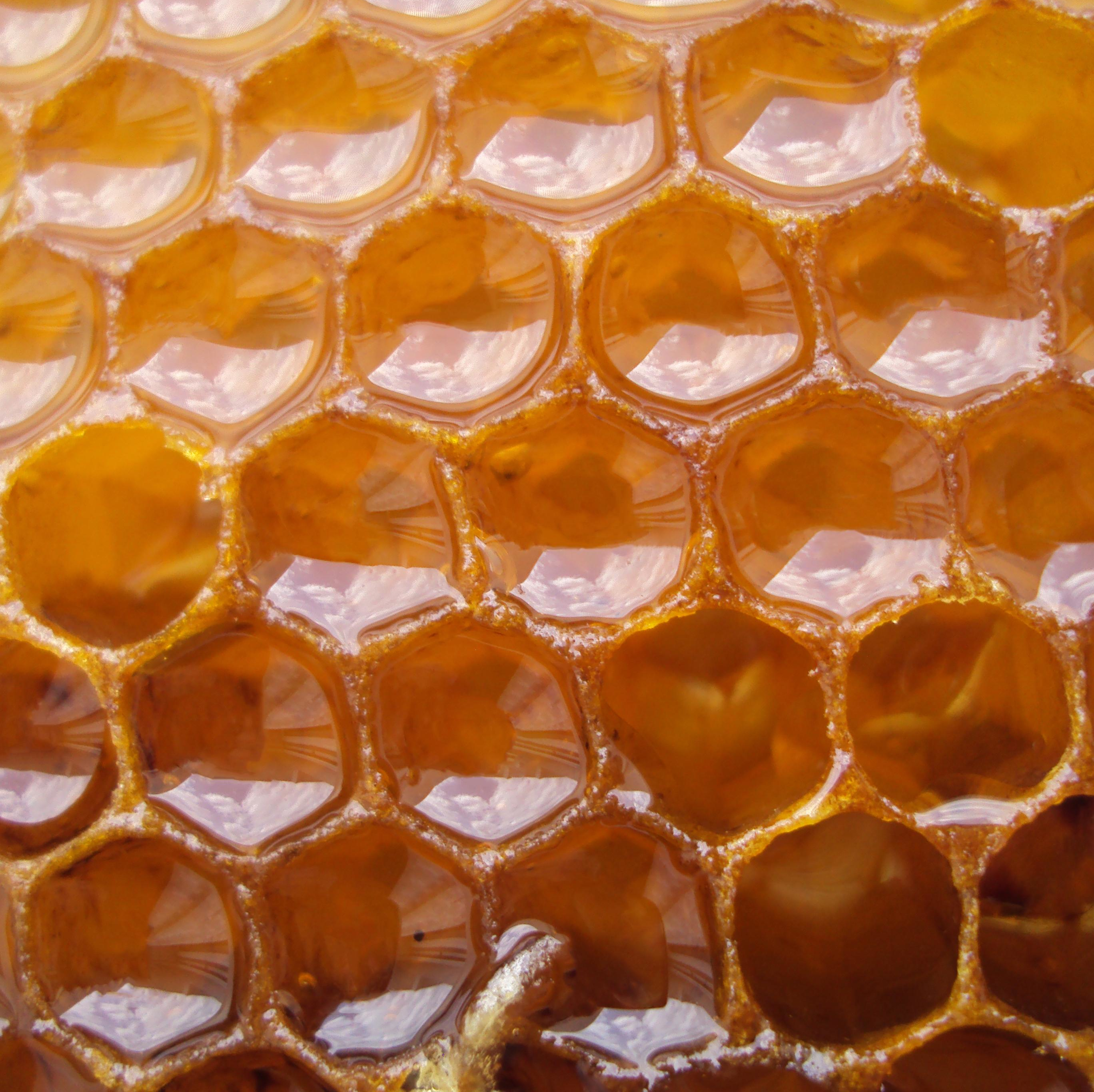 Μελισσοκέρι